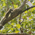 Squirrels play and groom in a tree in Siliguri, west Bengal, India